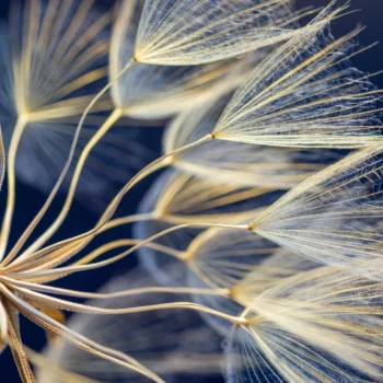 join_hypnosis_association