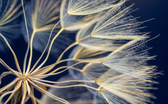 join_hypnosis_association