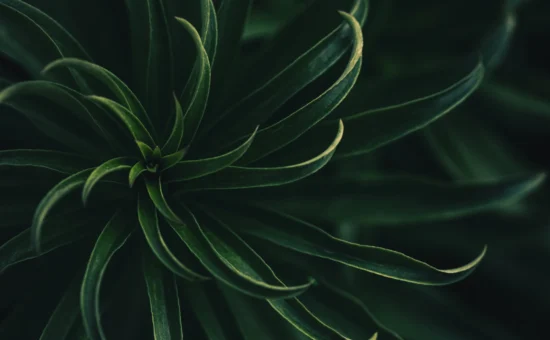 hypnotherapy_standards_ache