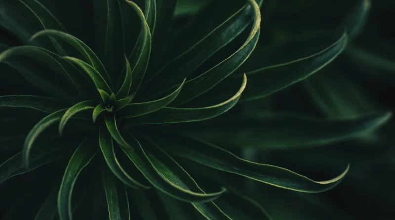 hypnotherapy_standards_ache