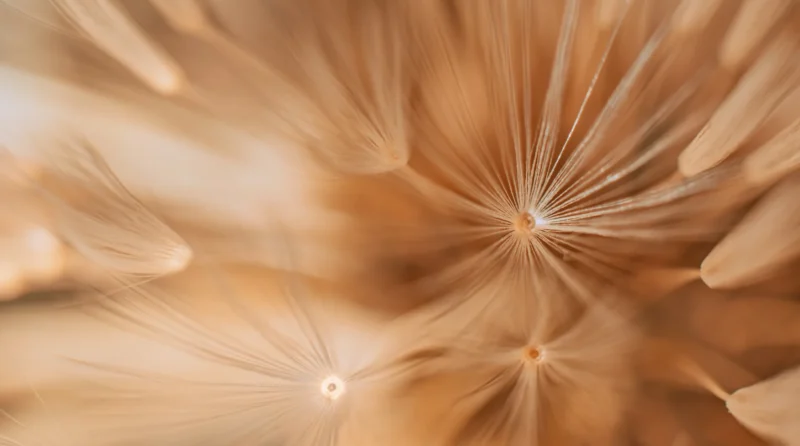 standard_hypnotherapy_association