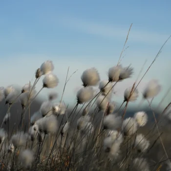 hypnotherapy_insurance