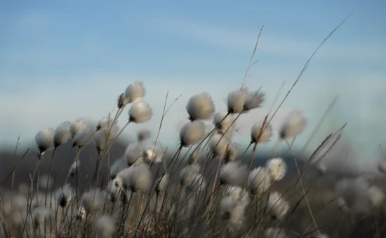 hypnotherapy_insurance