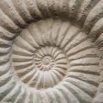 Conflict_of_Interest_Policy_ache