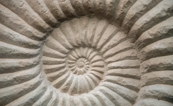 Conflict_of_Interest_Policy_ache